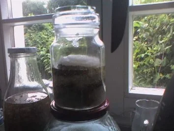 Löwenzahnblüten-Honig ohne Wasser - Rezept - Bild Nr. 2