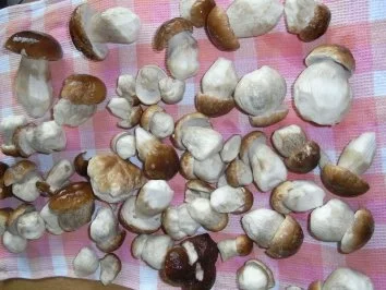 Panierte Steinpilze - Rezept