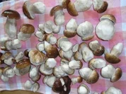 Panierte Steinpilze - Rezept