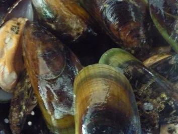 Grüne Muscheln im Pernod-Kräutersud - Rezept - Bild Nr. 4