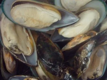 Grüne Muscheln im Pernod-Kräutersud - Rezept - Bild Nr. 5