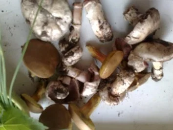 Rezept: Patisson gefüllt mit Champignon-Kräuterhackfleisch Bild Nr. 3 Patisson gefüllt mit Champignon-Kräuterhackfleisch - Rezept - Bild Nr. 3