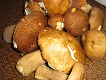 Rezept: Steinpilzpfanne mit Pfifferlingen Bild Nr. 2 Steinpilzpfanne mit Pfifferlingen - Rezept - Bild Nr. 2