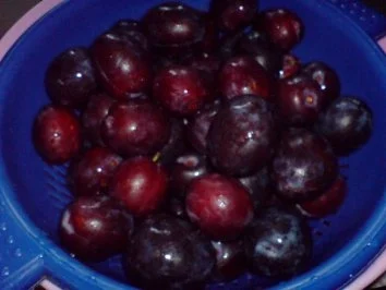 Rezept: Pflaumen-Hefe-Kuchen Bild Nr. 7 Pflaumen-Hefe-Kuchen - Rezept - Bild Nr. 7