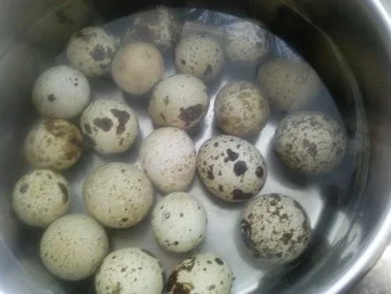 Wachteleier -Marmoriert - Rezept - Bild Nr. 2