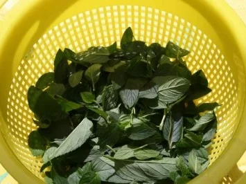 Pfefferminz Likör - Rezept