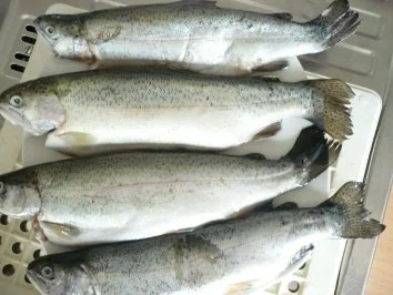 Forelle im Speckmantel - Rezept - Bild Nr. 2