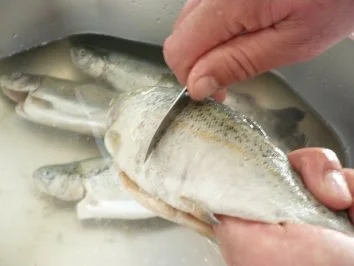 Forelle im Speckmantel - Rezept - Bild Nr. 3