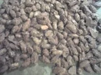 Rezept: Gebrannte Mandeln Bild Nr. 3 Gebrannte Mandeln - Rezept - Bild Nr. 3