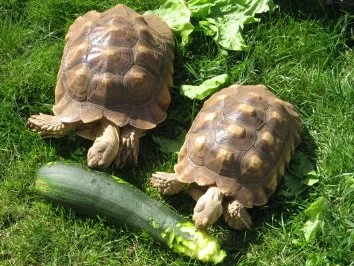 Rezept: Fleisch - Das Beste für den Besten Bild Nr. 7 Fleisch - Das Beste für den Besten - Rezept - Bild Nr. 7