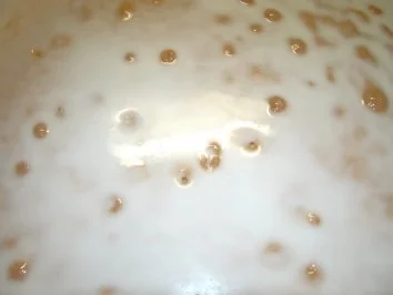 Rezept: Zitronenkuchen vom Blech Bild Nr. 5 Zitronenkuchen vom Blech - Rezept - Bild Nr. 5