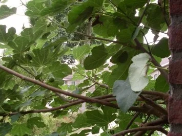 Kalbsleberstreifen in Feigen-Portwein-Sauce mit Spitzkohl & Kartoffelscheiben - Rezept - Bild Nr. 2