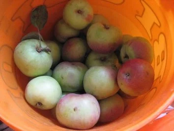 Rezept: Apfelmus á la Ronja Bild Nr. 2 Apfelmus á la Ronja - Rezept - Bild Nr. 2