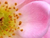 ROSENZUCKER - Rezept