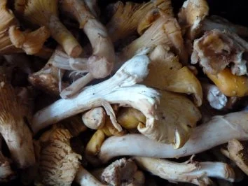 Cremige Salami - Pilzpfanne an italienischer Pasta - Rezept - Bild Nr. 4