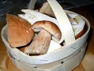 Rezept: Penne mit Steinpilzrahm und Salsiccia Fresca Bild Nr. 2 Penne mit Steinpilzrahm und Salsiccia Fresca - Rezept - Bild Nr. 2