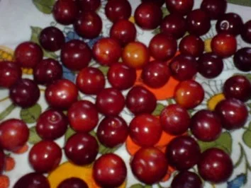 Rezept: Mirabellen-Kompott Bild Nr. 6 Mirabellen-Kompott - Rezept - Bild Nr. 6