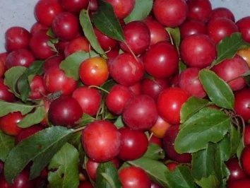 Rezept: Mirabellen-Kompott Bild Nr. 11 Mirabellen-Kompott - Rezept - Bild Nr. 11