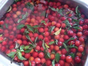 Rezept: Mirabellen-Kompott Bild Nr. 12 Mirabellen-Kompott - Rezept - Bild Nr. 12