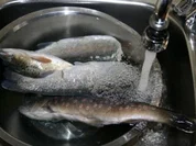 Forelle geräuchert - Rezept