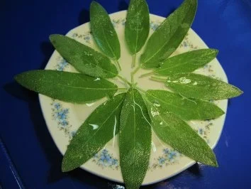 Rezept: Pasta Nobile mit Salbei ... Bild Nr. 2 Pasta Nobile mit Salbei ... - Rezept - Bild Nr. 2