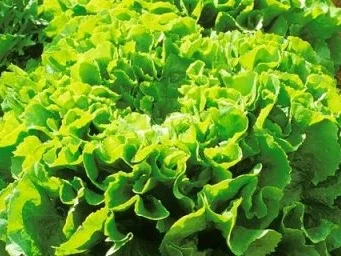 Schluckschlaat - Rezept