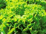 Schluckschlaat - Rezept