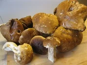 Gebackene Steinpilze mit Petersilkartoffel - Rezept