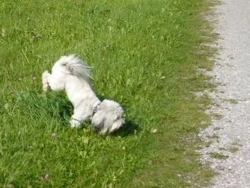 Kugel-Leckerli für Hunde  ca. 30 Stück - Rezept - Bild Nr. 2