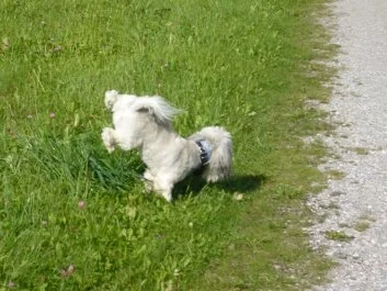 Kugel-Leckerli für Hunde  ca. 30 Stück - Rezept - Bild Nr. 8