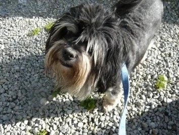 Kugel-Leckerli für Hunde  ca. 30 Stück - Rezept - Bild Nr. 9