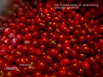 Rezept: Dirndl - Marmelade Bild Nr. 3 Dirndl - Marmelade - Rezept - Bild Nr. 3