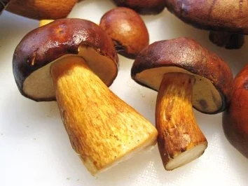 Rezept: Maronenpilze aus der Pfanne ... Bild Nr. 2 Maronenpilze aus der Pfanne ... - Rezept - Bild Nr. 2