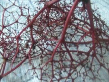 Rezept: Holundergelee Bild Nr. 3 Holundergelee - Rezept - Bild Nr. 3