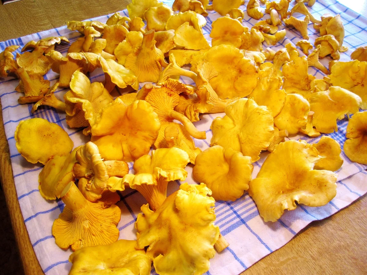 Rezept: Pfifferlinge ... Bild Nr. 8379 Pfifferlinge ... - Rezept - Bild Nr. 8379