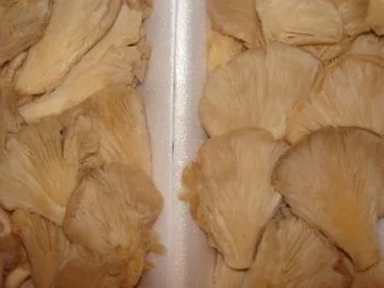 Rezept: Kartoffeln gefüllt mit Austernpilzragout Bild Nr. 4 Kartoffeln gefüllt mit Austernpilzragout - Rezept - Bild Nr. 4