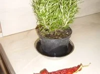 Rezept: Ketchup Bild Nr. 3 Ketchup - Rezept - Bild Nr. 3