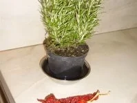 Rezept: Ketchup Bild Nr. 5 Ketchup - Rezept - Bild Nr. 5