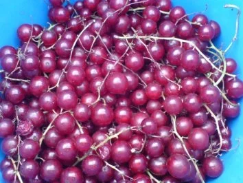 Rezept: 3-Frucht-Marmelade Bild Nr. 3 3-Frucht-Marmelade - Rezept - Bild Nr. 3