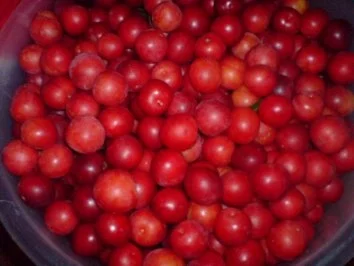 Rezept: 3-Frucht-Marmelade Bild Nr. 5 3-Frucht-Marmelade - Rezept - Bild Nr. 5