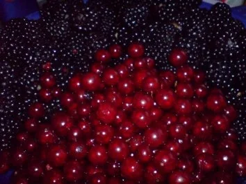 Rezept: Johannisbeer-Brombeer-Marmelade Bild Nr. 3 Johannisbeer-Brombeer-Marmelade - Rezept - Bild Nr. 3