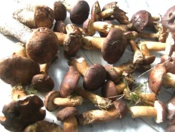 Rezept: Waldpilz-Gemüse - Bild Nr. 2 Waldpilz-Gemüse - - Rezept - Bild Nr. 2