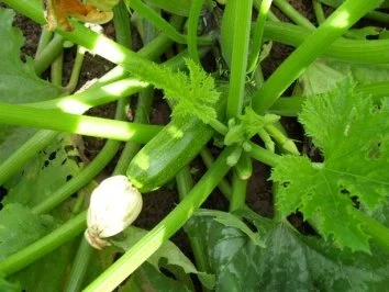 Rezept: Zucchini-Rahm-Gemüse mit Spaghetti Zucchini-Rahm-Gemüse mit Spaghetti - Rezept