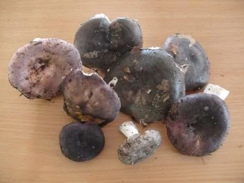 Pilze: Täublinge gebraten - Rezept