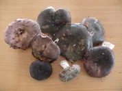 Pilze: Täublinge gebraten - Rezept