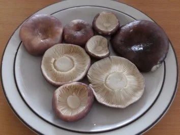 Pilze: Täublinge gebraten - Rezept - Bild Nr. 2