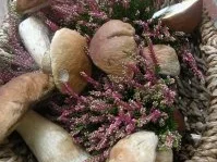 Rezept: Variationen von Kartoffeln mit Steinpilzen und Rumpsteak Bild Nr. 2 Variationen von Kartoffeln mit Steinpilzen und Rumpsteak - Rezept - Bild Nr. 2