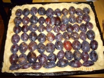 Rezept: Pflaumenkuchen mit Puddingdecke und Hefeteigboden (nach Mama's Rezept !!!) Bild Nr. 4 Pflaumenkuchen mit Puddingdecke und Hefeteigboden (nach Mama's Rezept !!!) - Rezept - Bild Nr. 4