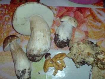 Waldpilzgemüse - Rezept