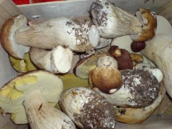 Waldpilzgemüse - Rezept - Bild Nr. 7